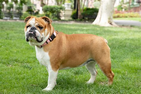 Bulldog (English Bulldog): Dog Breed Characteristics & Care.